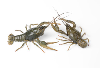 crayfish isolated on white background
