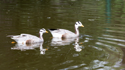Ducks on the pond in the park
