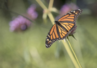  monarch butterfly (Danaus plexippus)