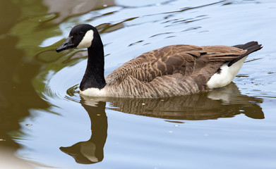 Ducks on the pond in the park