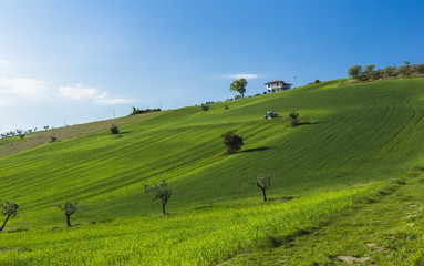 Naklejka premium Mediterranean olive field with old olive tree in Abruzzo, Italy.