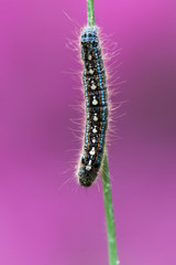 Tent Caterpillar