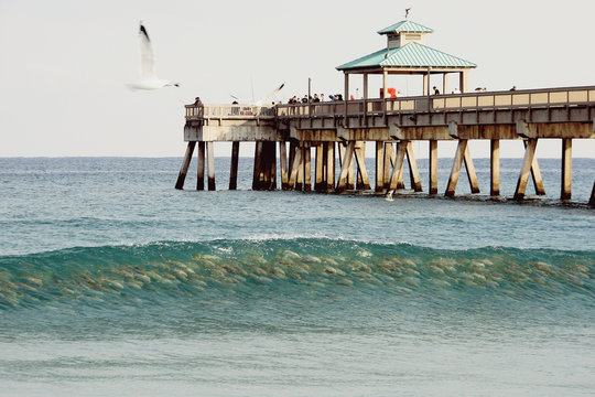 Fish Wave