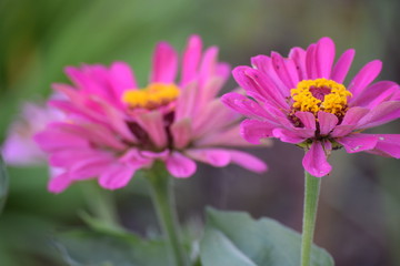 Obraz premium Pink flower focus