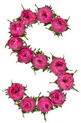 Letter S alfabet van bloemen van rozen, geïsoleerd op een witte achtergrond