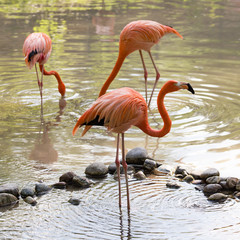 Pink flamingo on a pond in nature