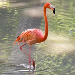 Fotobehang Roze flamingo op een vijver in de natuur © schankz