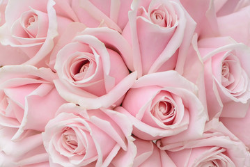 Background of pink roses closeup