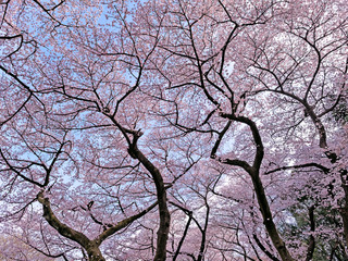 Fototapeta premium Japan cherry trees pink leaf 