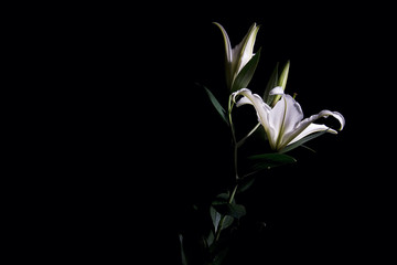 Stem of white lilies on black background