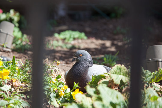 Pigeon resting thru a fence - Powered by Adobe
