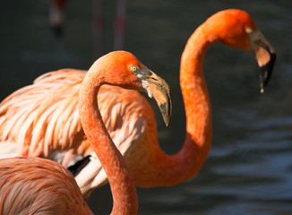 Pink flamingo on a pond in nature