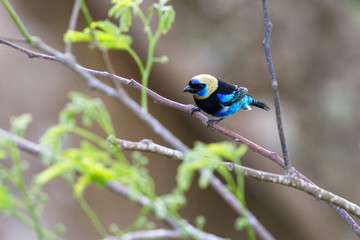 golden hooded tanager -Tangara larvata