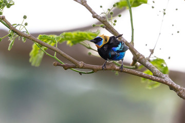 golden hooded tanager -Tangara larvata