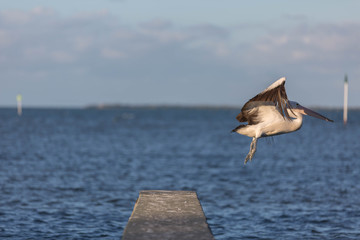 Pelican taking off.
