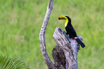 keel-billed toucan Ramphastos sulfuratus