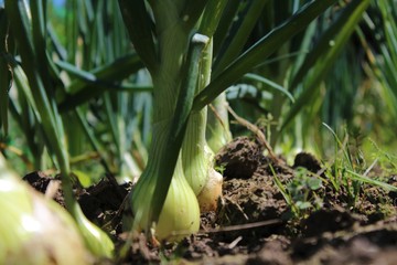 Obraz premium onions