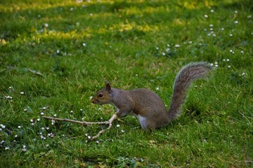 Squirrel