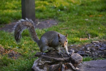 Squirrel