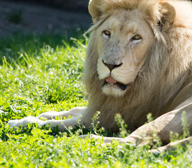 Lion lies on the grass in the wild