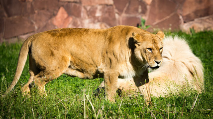 Lioness on the grass in the wild