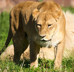 Lioness on the grass in the wild