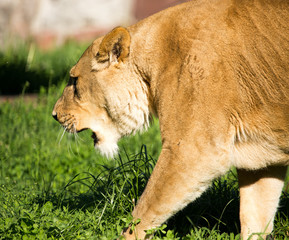 Lioness on the grass in the wild