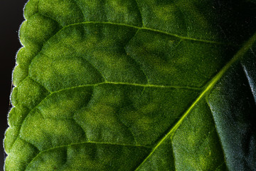 natural leaf texture