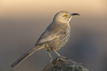 Curved-billed thrasher -morning light