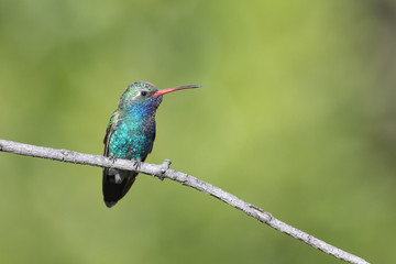 Fototapeta na wymiar Broad-billed Hummingbird