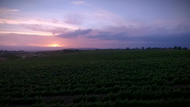 This is a video of a drone flying over a grape vineyard in Temecula California late in the afternoon.