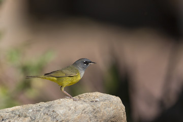 MacGillivray's Warbler
