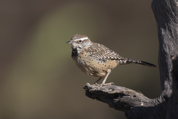 Cactus Wren