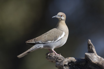 White-winged Dove