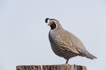California Quail Standing Watch