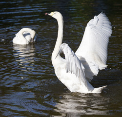 White swan on a pond in the park