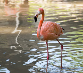 Fototapeta na wymiar Pink flamingo on a pond in nature
