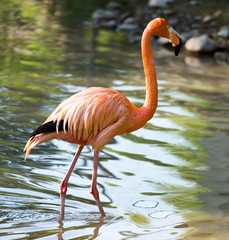 Pink flamingo on a pond in nature
