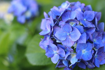 咲き始めのアジサイ