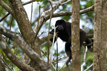 howler monkey in Costa Rica