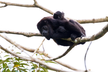 mama howler with her baby