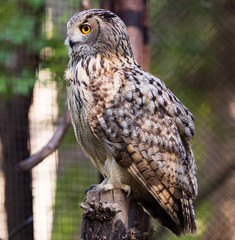 Portrait of an eagle owl at the zoo