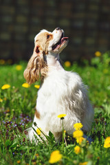 Fototapeta premium White and red American Cocker Spaniel dog sitting up on its back legs on a green grass with yellow dandelions