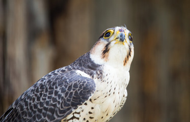 Portrait of a hawk at the zoo
