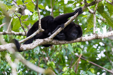 howler monkey in Costa Rica