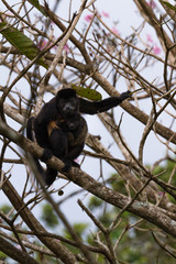 mama howler with her baby