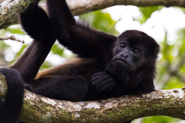 howler monkey in Costa Rica