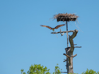 Osprey landing att his nest