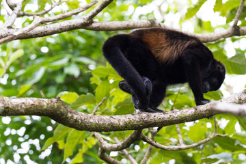 howler monkey in Costa Rica
