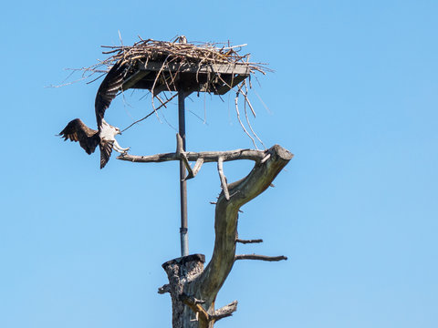 Osprey landing att his nest